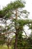 Pinus sylvestris
